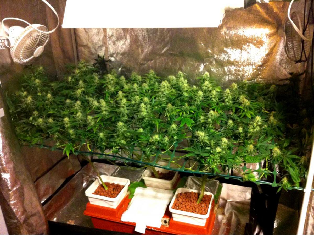 Sistema SCROG con malla y plantas entrenadas